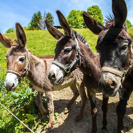 Obertaxinghof شقة