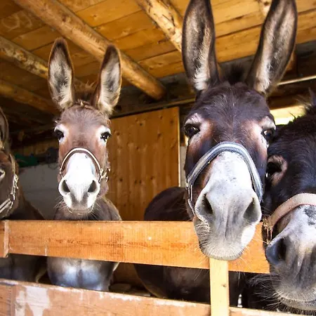Obertaxinghof Saalbach-Hinterglemm