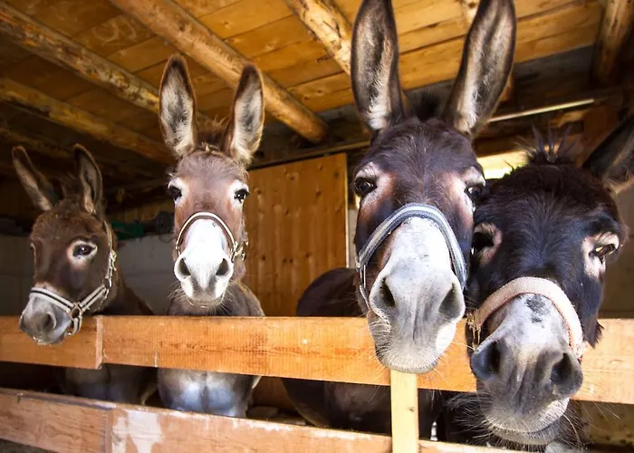 Obertaxinghof 잘바흐 힌터글렘