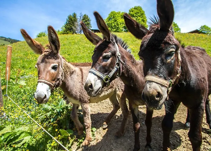 Obertaxinghof 아파트